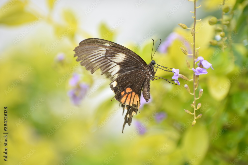 Fototapeta premium butterfly on a flower
