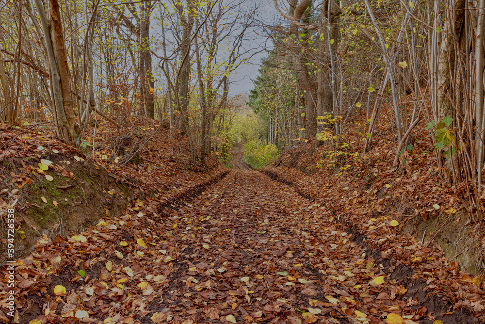 Path with wheel-tracks in the colourful leaves in the autumn, Rands, Denmark, November 15, 2020