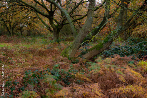 autumn in the woods © Nigel Matthews