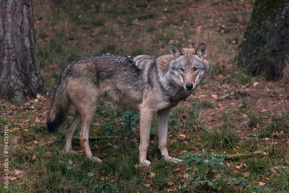 gray wolf in the forest