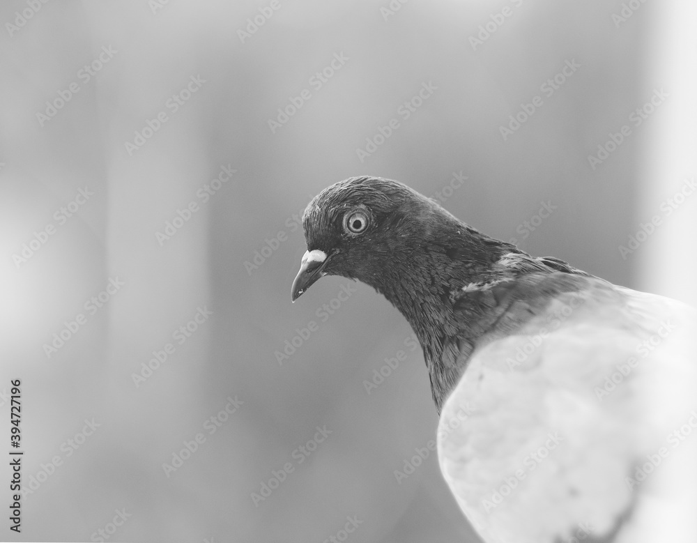 Portrait of a pigeon, dove in black and white Portrait of a pigeon, dove in black and white