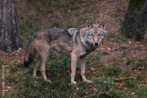 gray wolf in the forest