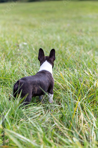 boston terrier back in the countryside 