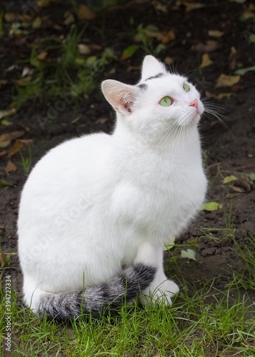 white domestic cat on the hunt © Tomas