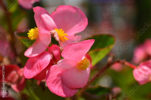 pretty pink flower named Begonia semperflorens