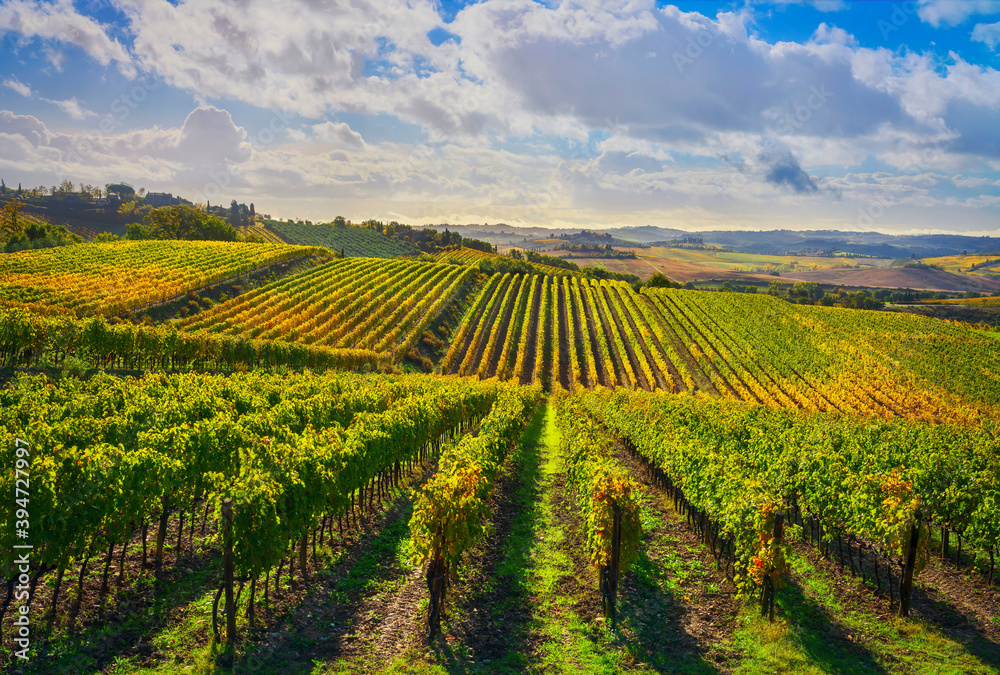 Fototapeta premium Vineyards panorama in Castellina in Chianti, Tuscany, Italy