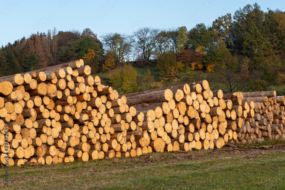 Pile of wood. A view of huge stacks of logs.