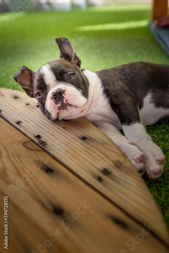 Boston terrier puppy