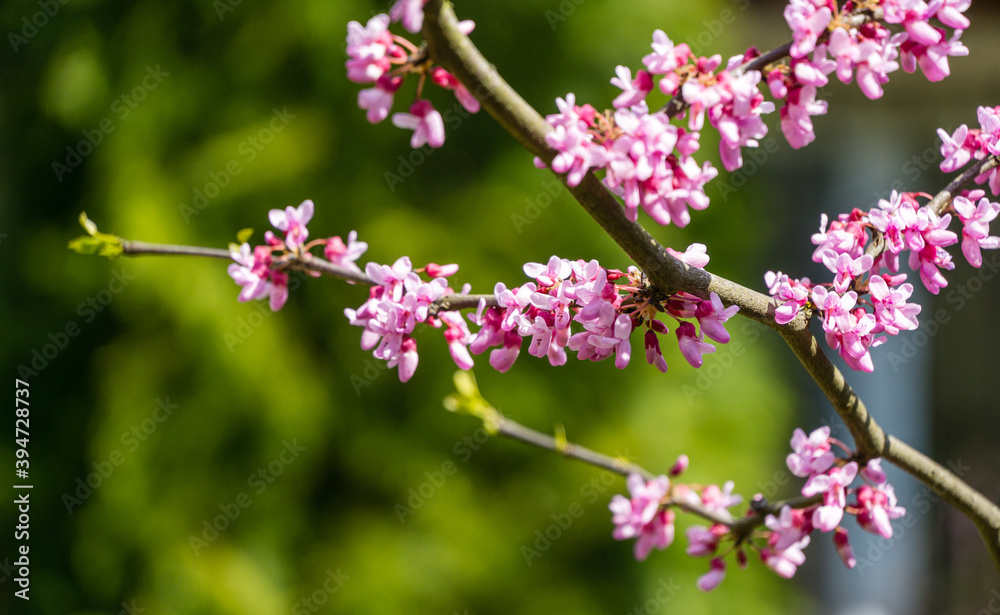 Close-up of purple spring blossom of Eastern Redbud, or Eastern Redbud Cercis canadensis in sunny day. Selective focus. Nature concept for design. Close-up of purple spring blossom of Eastern Redbud, or Eastern Redbud Cercis canadensis in sunny day. Selective focus. Nature concept for design.