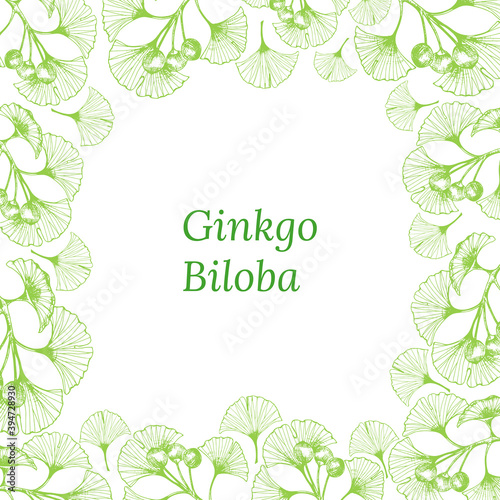 Set of hand drawn leaves and seeds of ginkgo biloba. Ginkgo biloba leaves set. Vector black and white isolated realistic objects. Botanical illustrations.