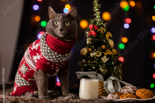 Cute fluffy gray cat in a red knitted sweater in a festive cozy atmosphere with a Christmas tree, a glass of milk, a plate of cookies and colorful lights of garlands on the background
