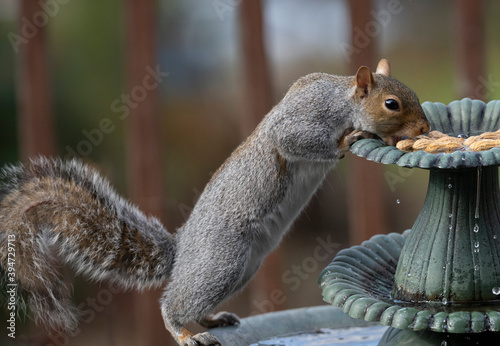 Squirrel on the fountain looking for peanuts