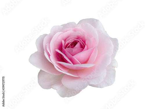 Fototapeta Naklejka Na Ścianę i Meble -  Fresh beautiful pink rose isolated on white background