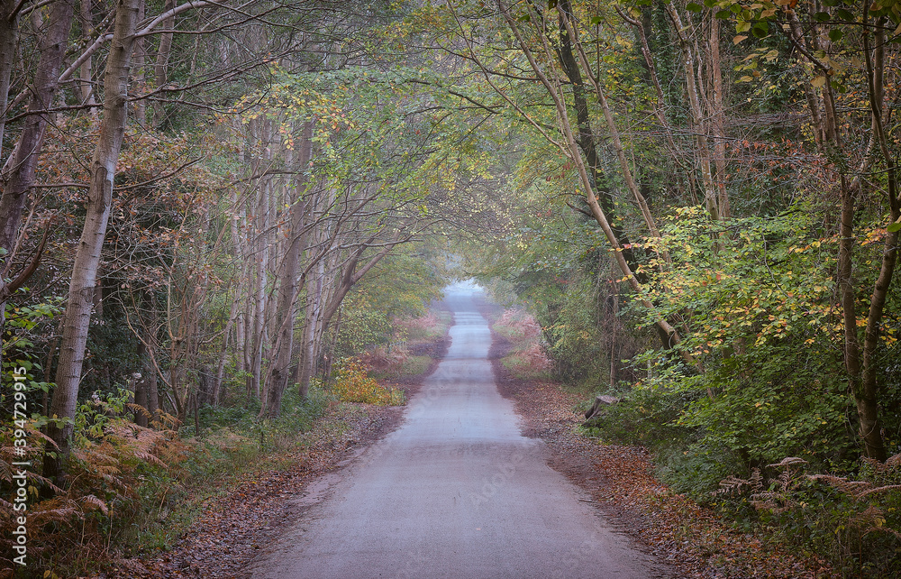 Naklejka premium A country lane in Sussex through a tree tunnel in autumn