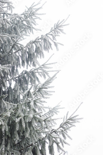 Fir tree branch  hoarfrosted with rime in the forest nature background texture isolated on white  closeup  copy space  winter holidays  christmas and new year concept