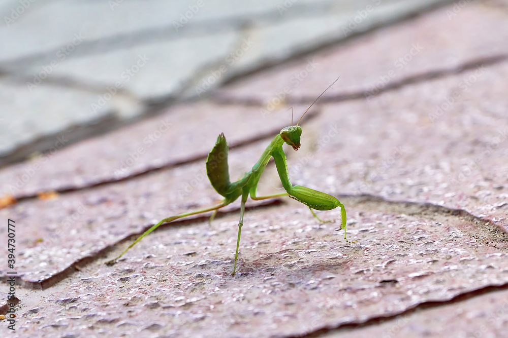 Insect praying mantis on the background of stone tiles Insect praying mantis on the background of stone tiles