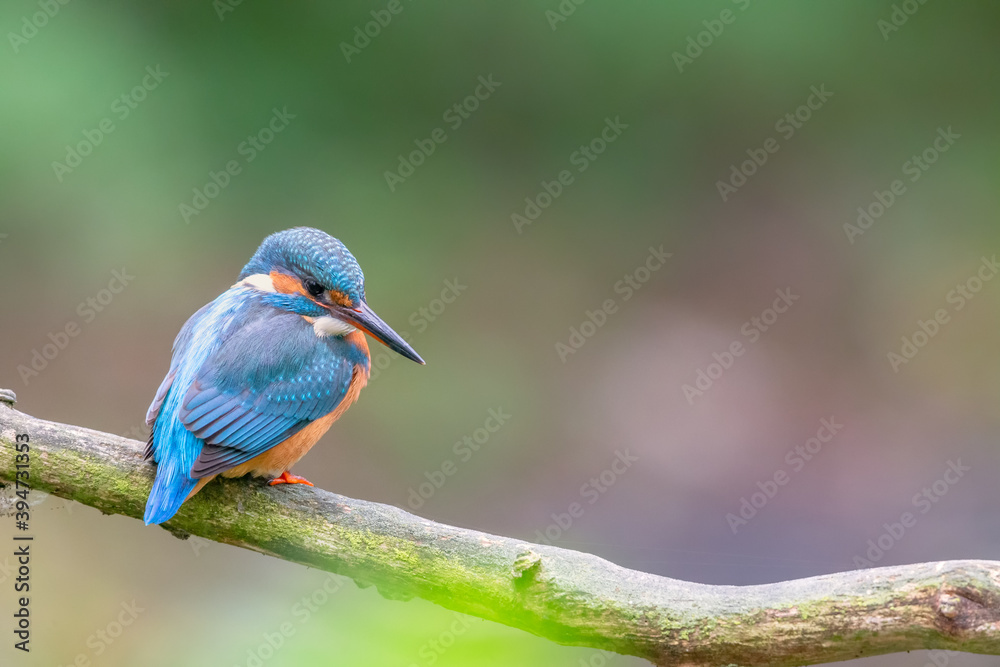 Eurasian kingfisher (Alcedo atthis) sitting on his perch in autumn. Eurasian kingfisher (Alcedo atthis) sitting on his perch in autumn.