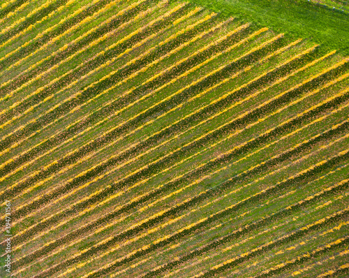 Weinberge