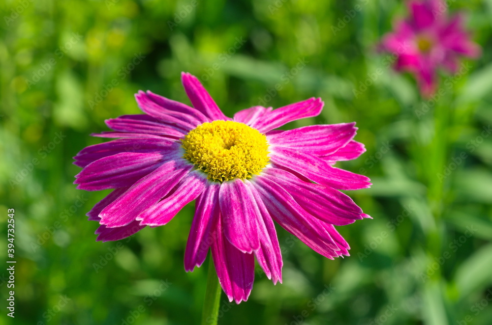 Obraz premium Pyrethrum roseum, or Persian chamomile in the garden close-up