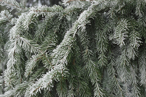 Fir tree branch with cones hoarfrosted with rime in the forest nature background texture  closeup  copy space  winter holidays  christmas and new year concept