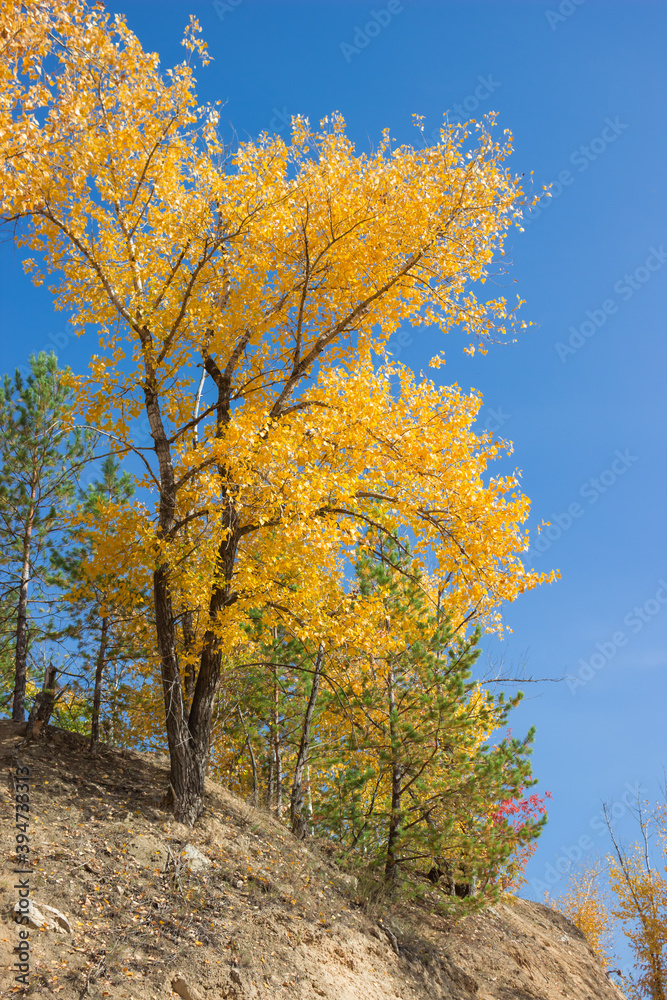 Birch wood on the Tsaryov Kurgan in Samara Region. Birch wood on the Tsaryov Kurgan in Samara Region.