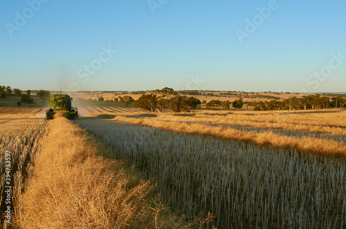 Harvesting A Swathed Canola Crop