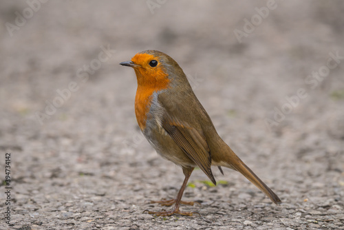 European robin on the ground. Close up side view. Image taken in the south of England. © Mark