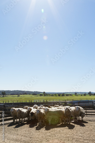 Blue sky with sun flare over sheep in a yard photo