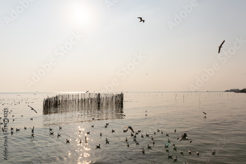 Seagull birds fly in the sky and sea, flying around bamboo heart shape fencing, on a river delta bank, in Bangpoo Thailand in the twilight sky, with a Sensitive focus.