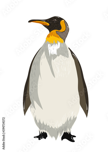 king penguin