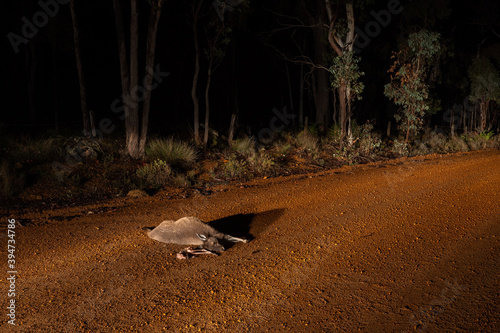 roadkill showing dead kangaroo and joey on gravel road photo