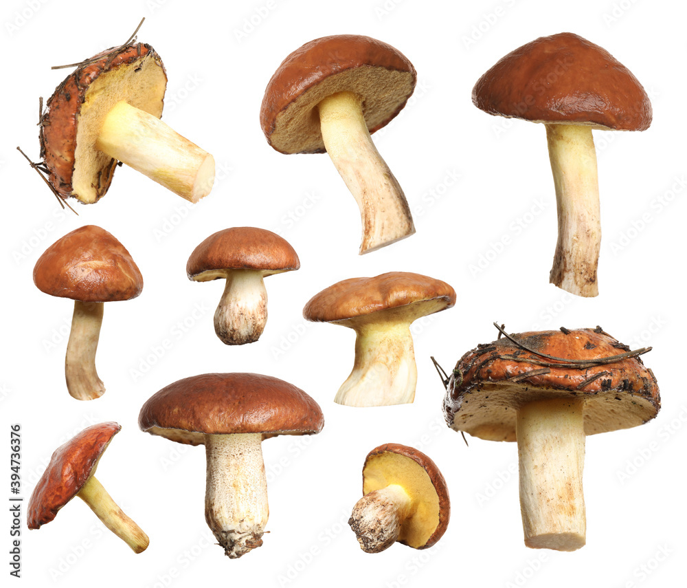 Set of fresh slippery jack mushrooms on white background Set of fresh slippery jack mushrooms on white background