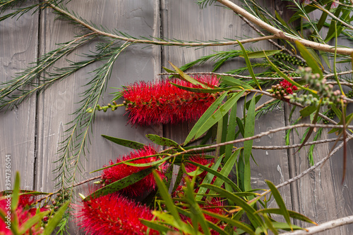 bottlebrush flowers against a grey timber background photo