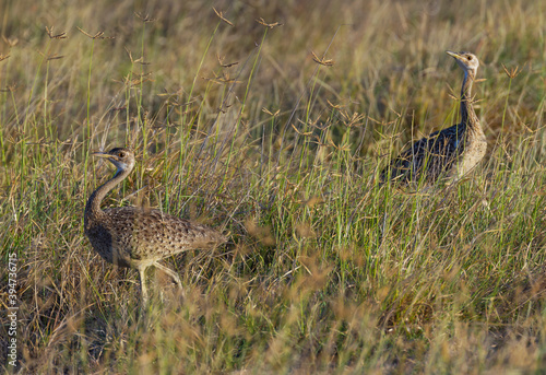 Hartlaub's bustard birds, Lissotis hartlaubii, two walk in high green grass at Amboseli National Park, Kenya, Africa. Two well camouflaged bird of family Otididae photo