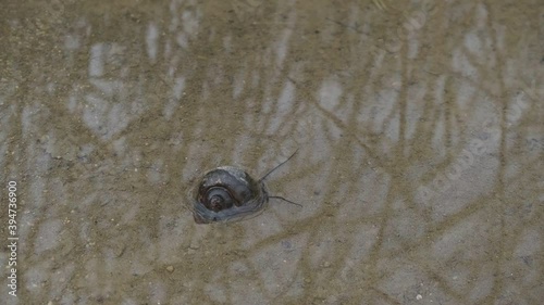 Pomacea canaliculata on the move near a rice field. It was brought from Japan and released for eco-friendly agriculture, but it is now banned due to severe side effects. However, it can still be found photo