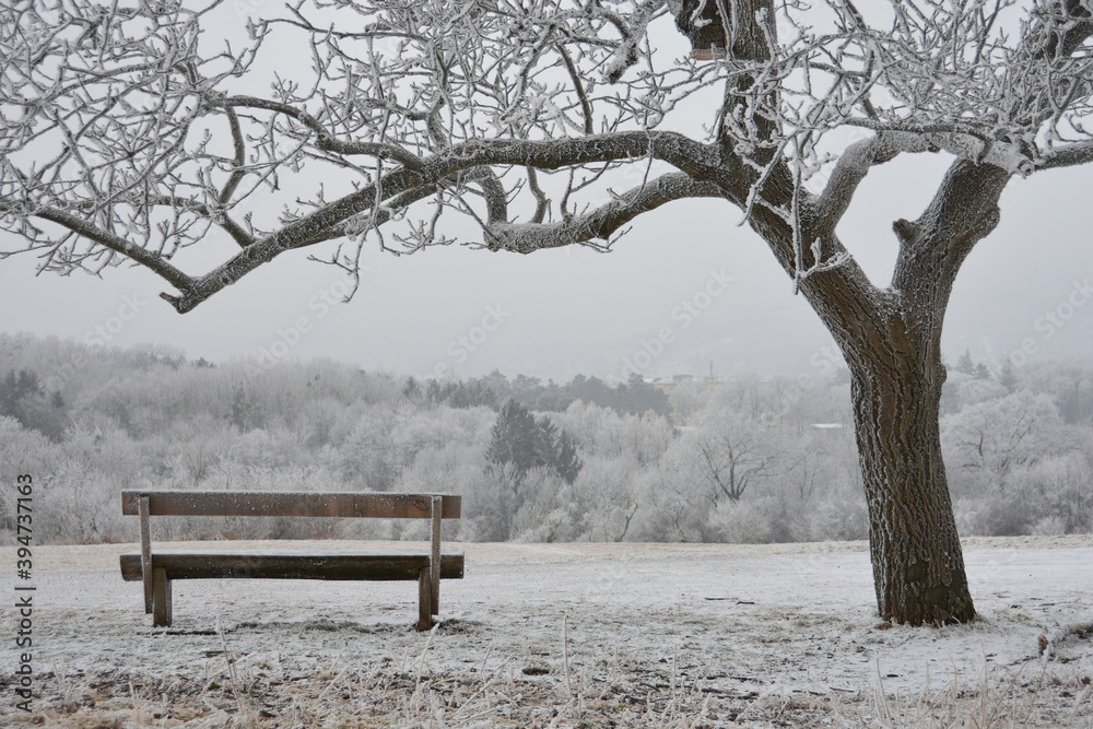 winte scenery with a bech und a tree both coverd with ice winte scenery with a bech und a tree both coverd with ice