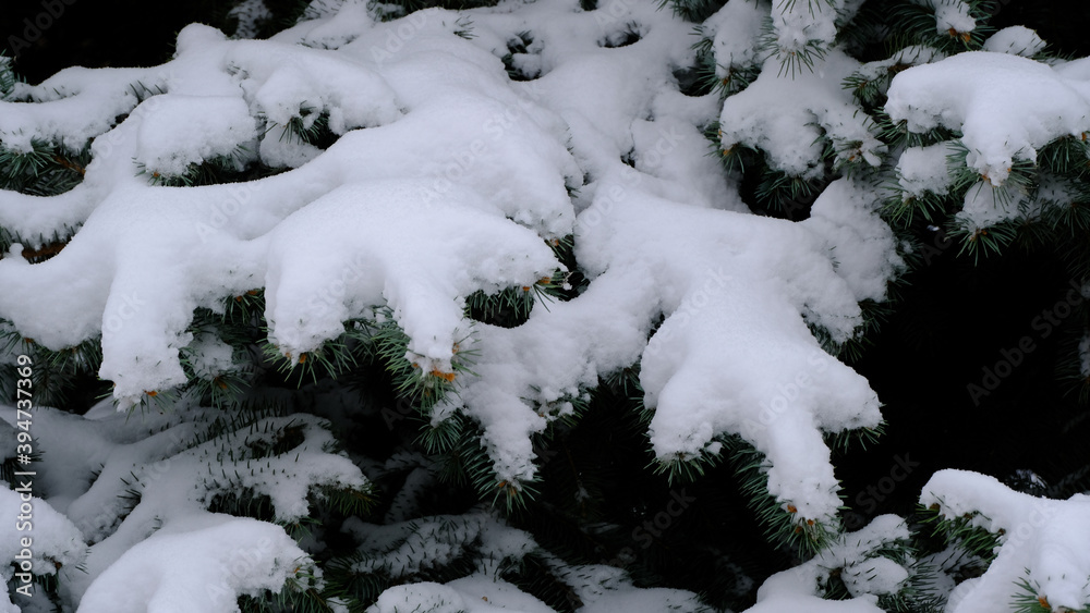 Snow on the branches of the spruce. Blurred christmas background for web design
Snow on the branches of the spruce. Blurred christmas background for web design