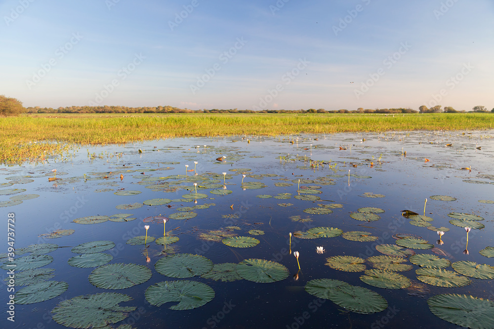 Lily Pads at Yellow Water Billabong, Kakadu National Park Lily Pads at Yellow Water Billabong, Kakadu National Park