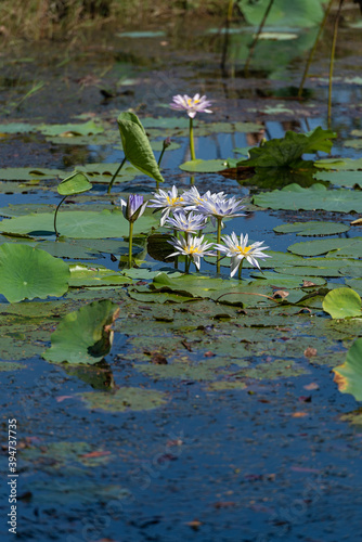 Water Lilies at Fogg Dam