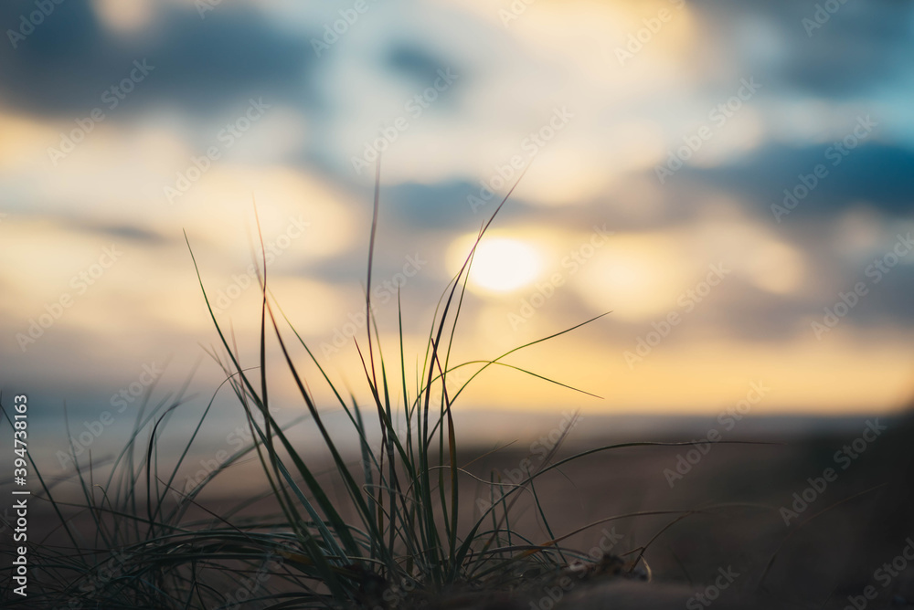 Sun setting over beach plant Sun setting over beach plant