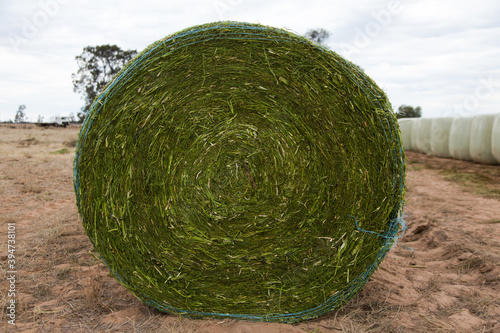 round bale of canola silage