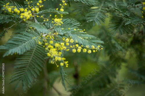 close up of wattle blossom photo