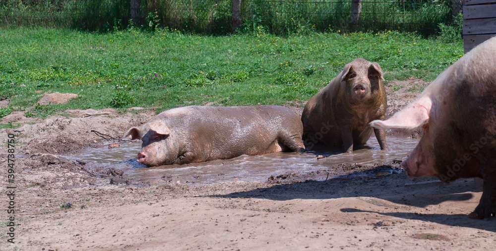 Fototapeta premium three pigs lie in a mud puddle on a farm