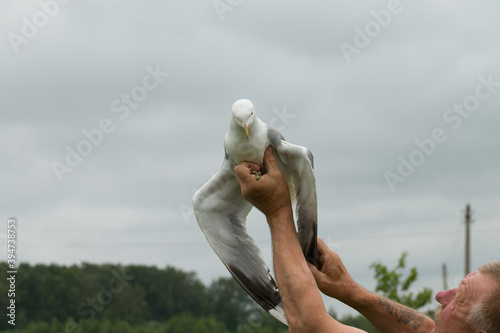 Tableau sur toile a man holds a seagull and examines a sick wing. bird rescue