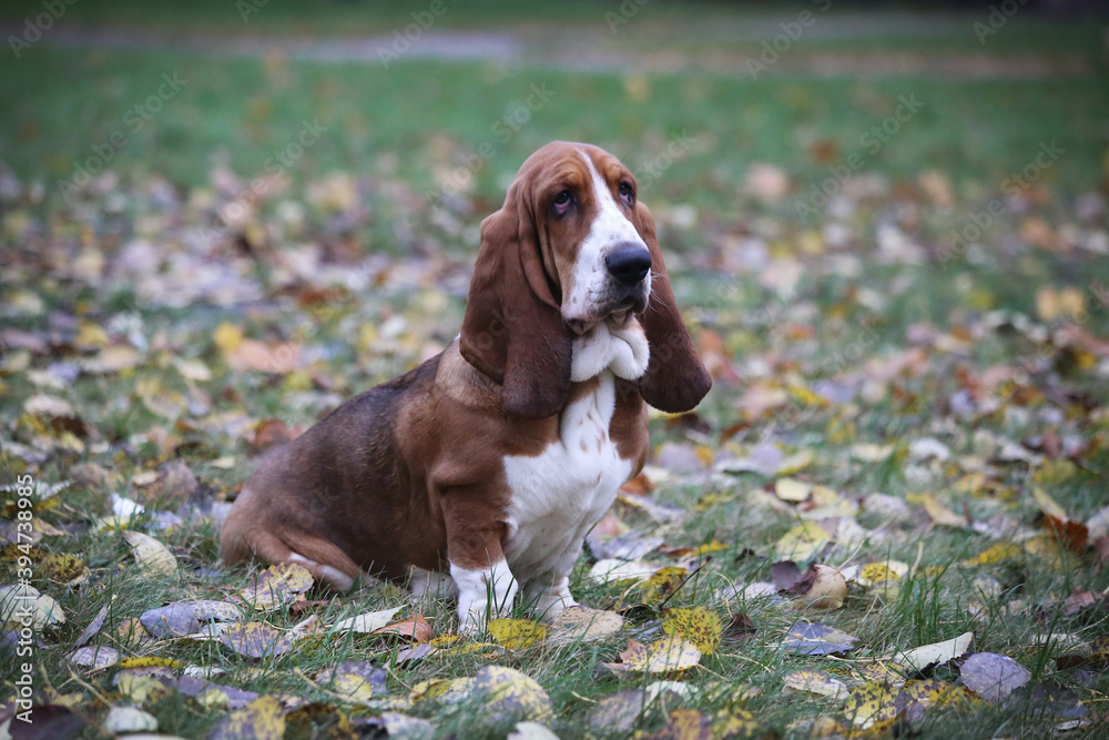 Dog of the Basset Hound breed sits in fallen leaves in nature.