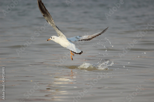 Siberian bird flying in Ganges river in Varanasi    Siberian bird flying in Ganges    Siberian birds    varanasi ganga ghat    ganga river in varanasi    benaras ganga ghat © vidyanath