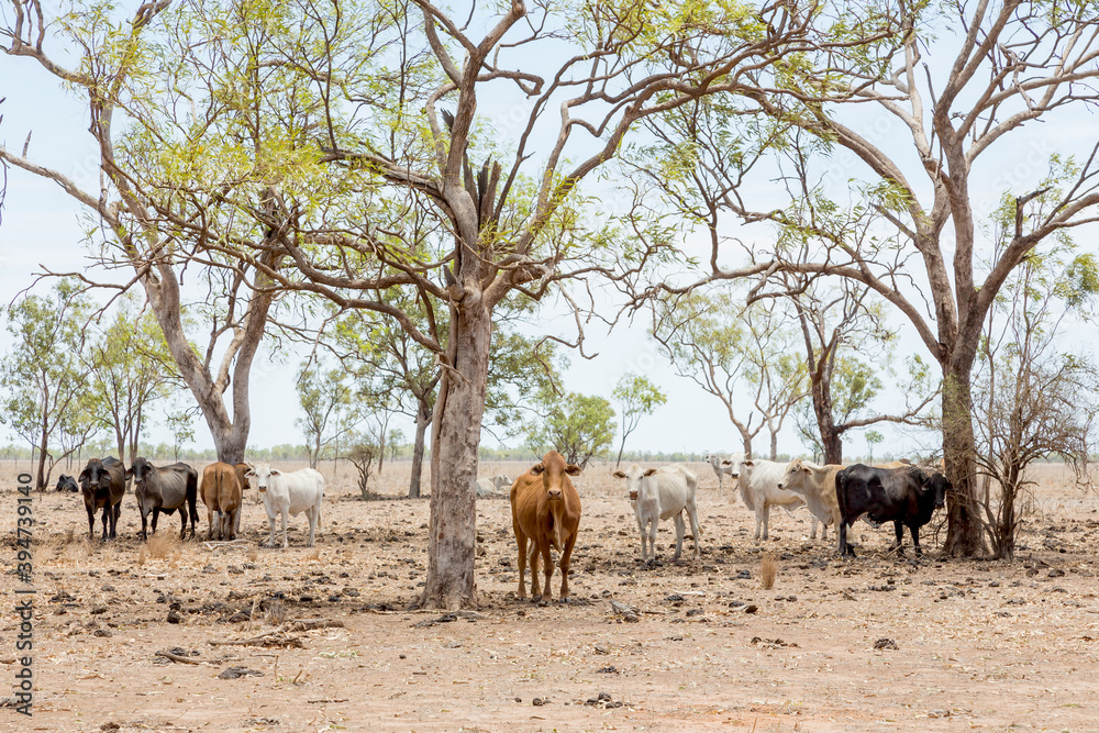 Cows on cattle station in outback north Queensland Stock Photo | Adobe ...