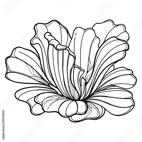 Outline aquatic tropical plant Pistia or Water lettuce leaves in black isolated on white background.