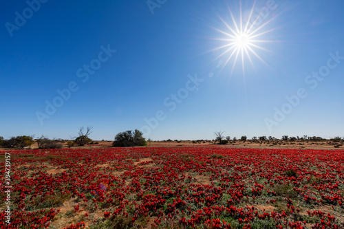 carpet of red flowers under blue sky and blazing sun photo