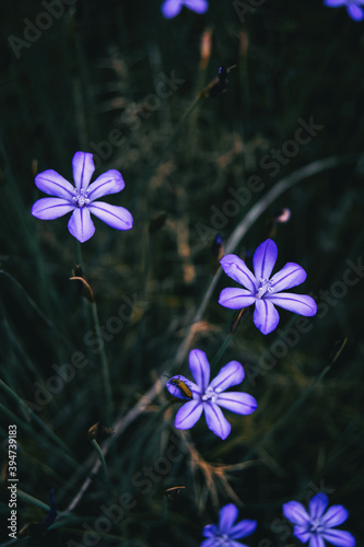 Close-up of some violet flowers of aphyllanthes monspeliensis with a small yellowish insect on one of them © zaizev